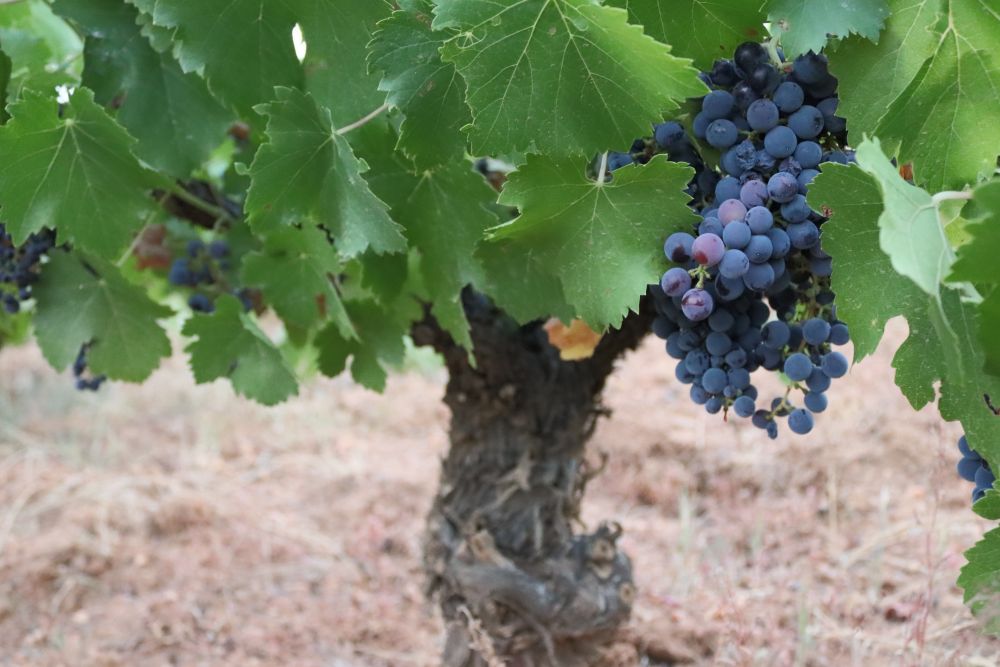 racimos de uva mencía