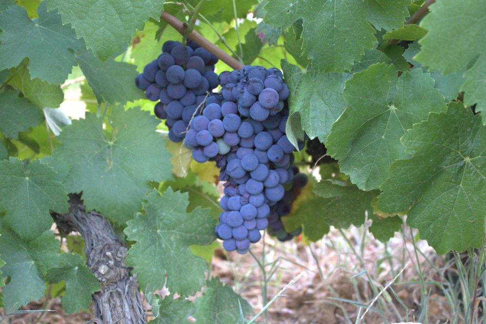 Racimo de uva mencía