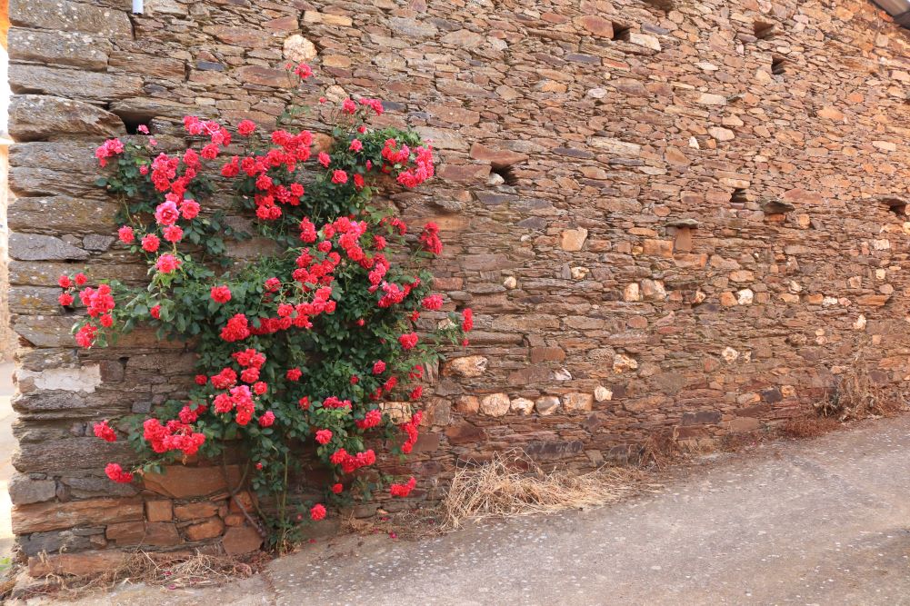 Pared tradicional con rosal florecida