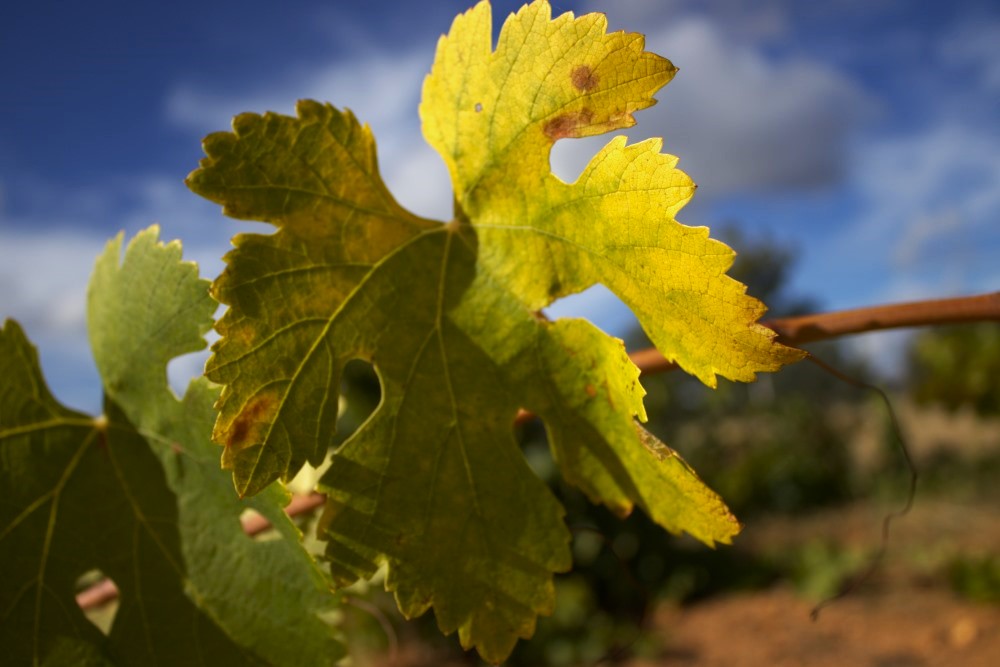 puesta en cruz cepas de la culebra