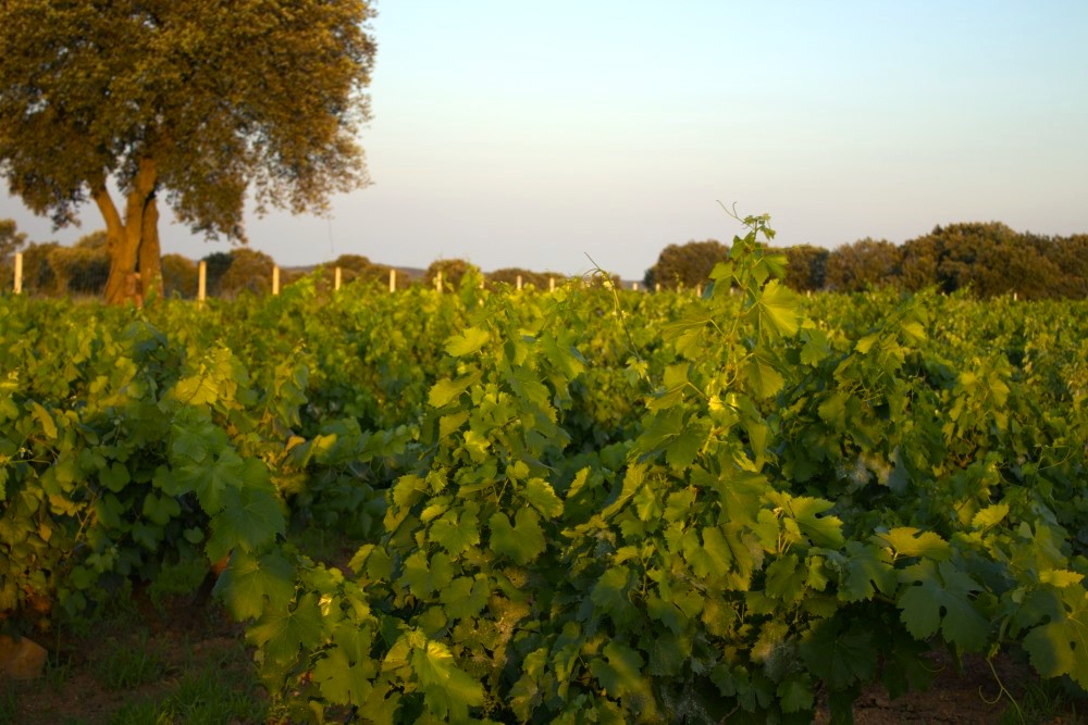 cepas de la culebra viñedo fines de junio