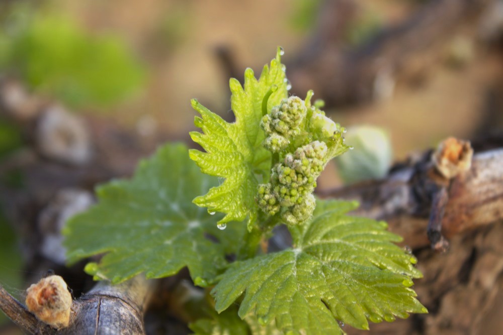 cepas de la culebra brotación y hojitas