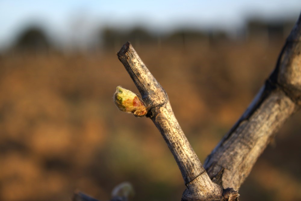 cepas de la culebra brotación de la yema
