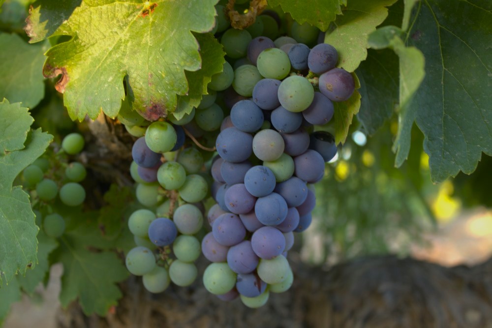 cepas de la culebra envero