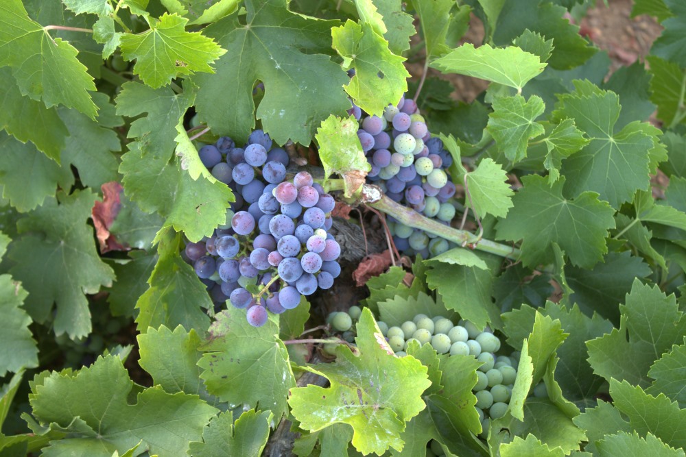 cepas de la culebra racimos en envero