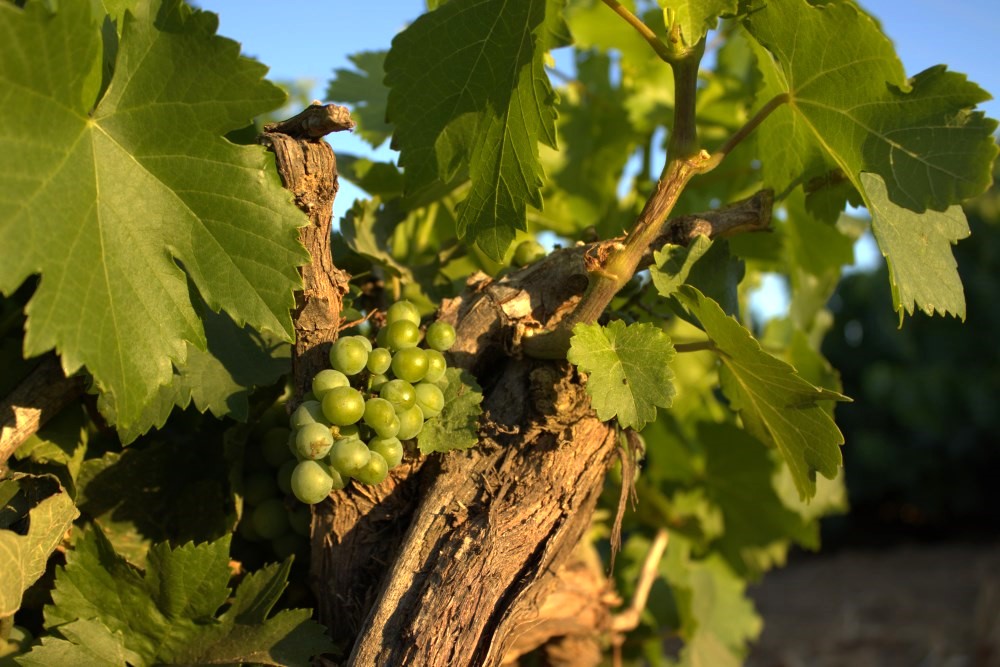 cepas de la culebra racimo verde