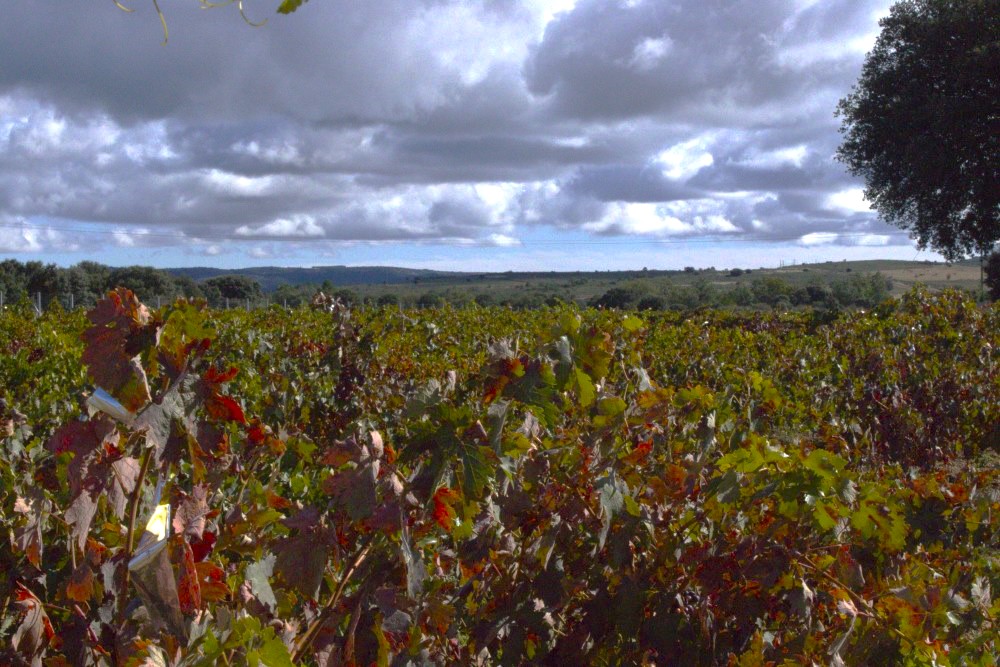 cepas de la culebra viñedo en octubre