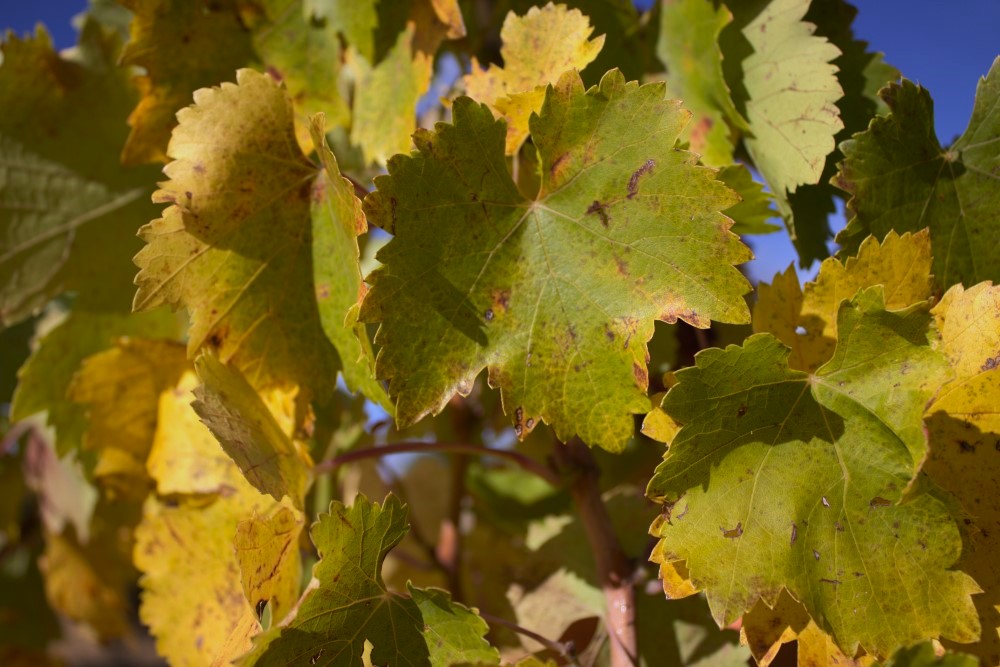 doña blanca cepas de la culebra