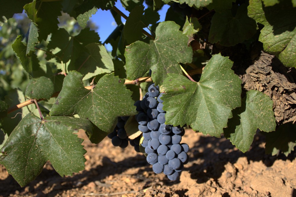 garnacha tintorera racimo cepas de la culebra