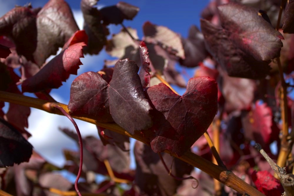 garnacha tintorera hoja cepas de la culebra