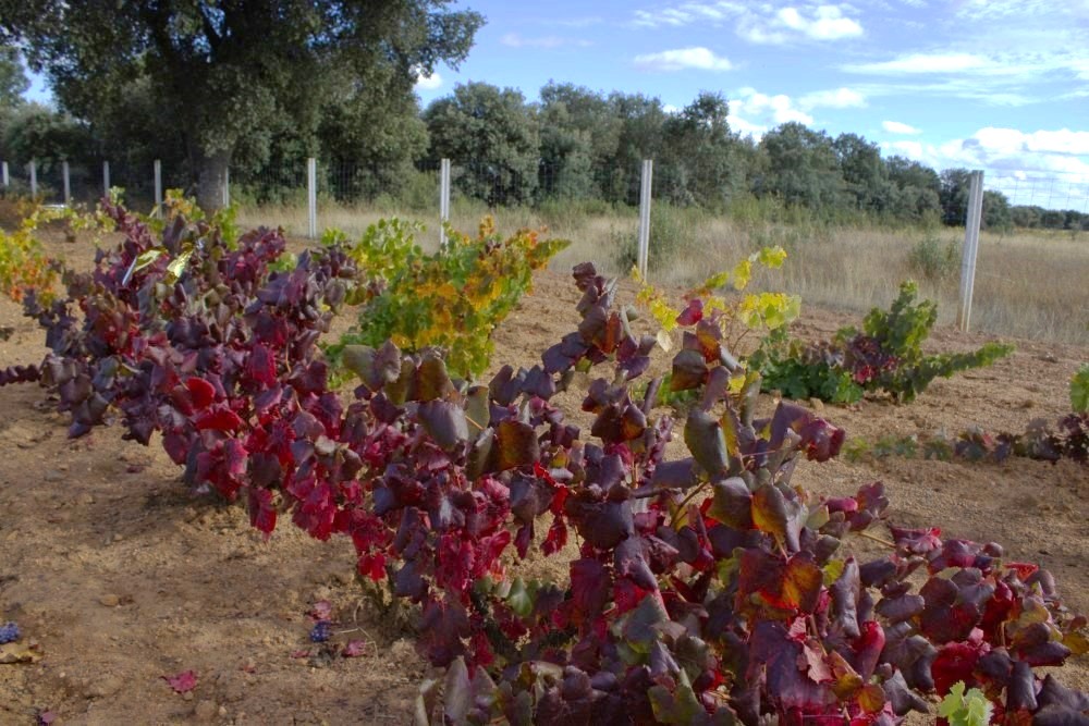 cepas de la culebra viñedo principios de octubre