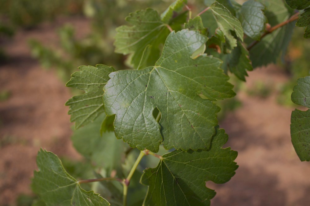 godello cepas de la culebra