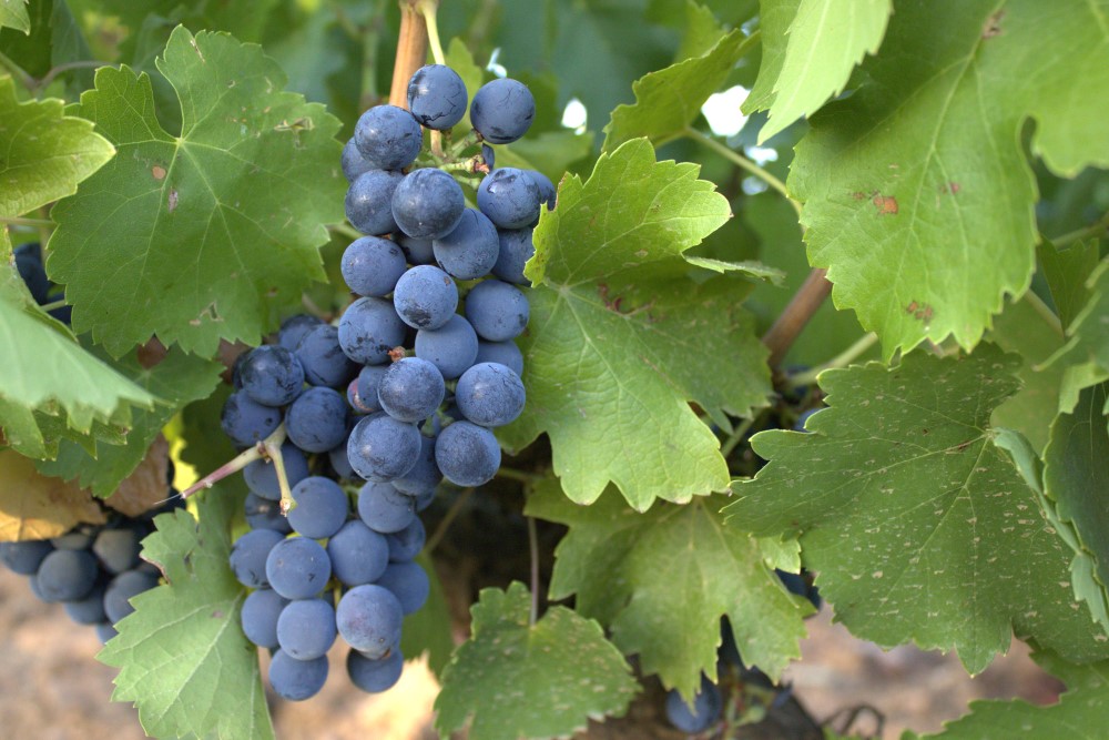 mencia racimo cepas de la culebra