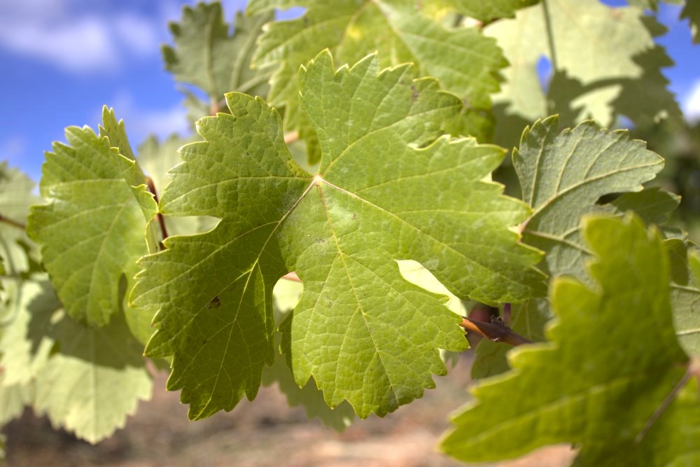 palomino fino hoja cepas de la culebra
