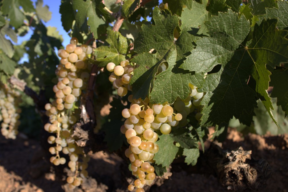 palomino fino racimos cepas de la culebra