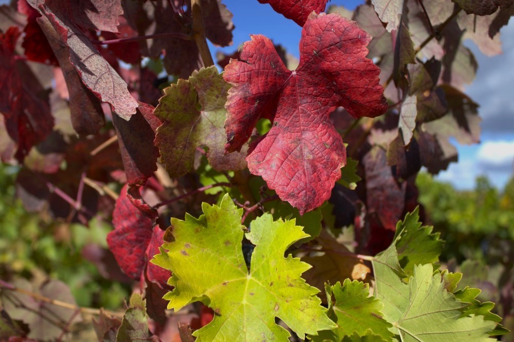 tempranillo cepas de la culebra