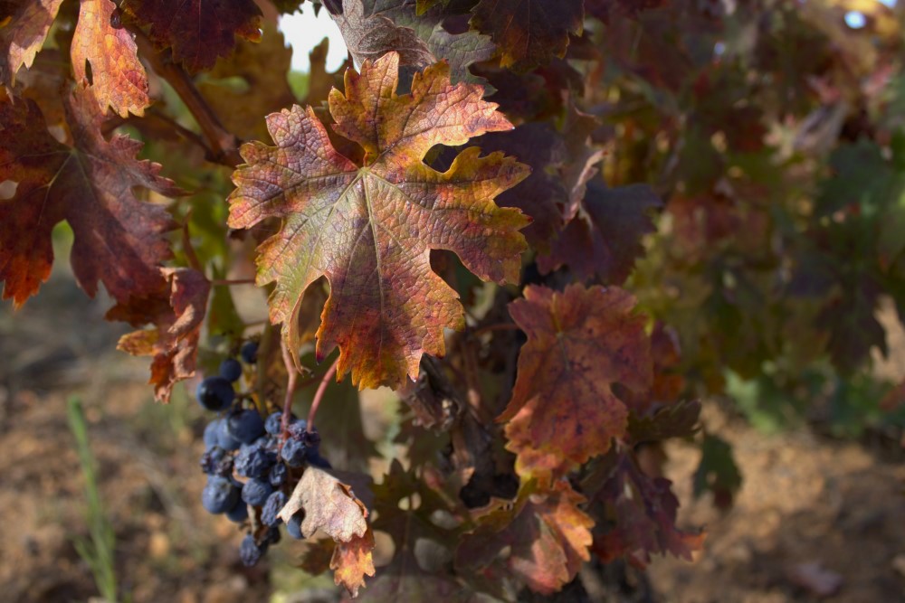 tempranillo y racimo cepas de la culebra