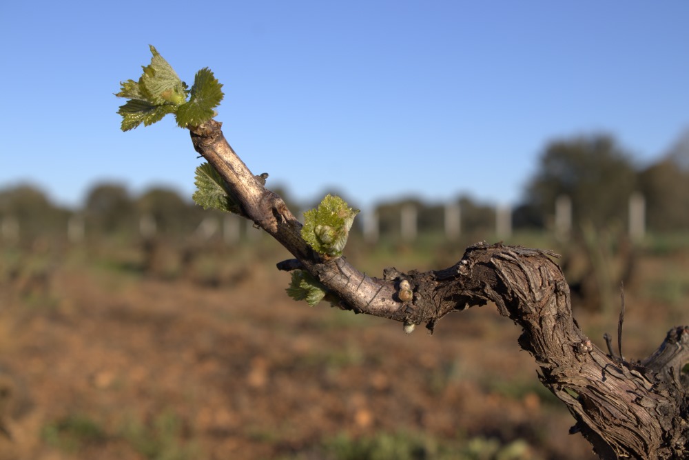 Brotación de la planta