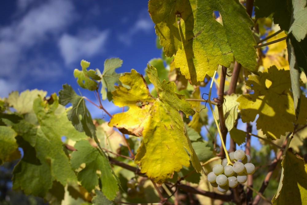 cepas de la culebra variedad blanca