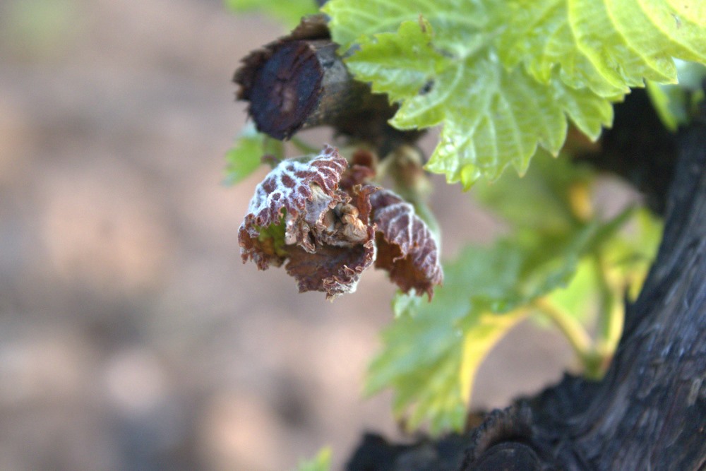 brote afectado por la helada