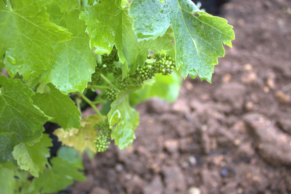 los racimos comienzan a verse