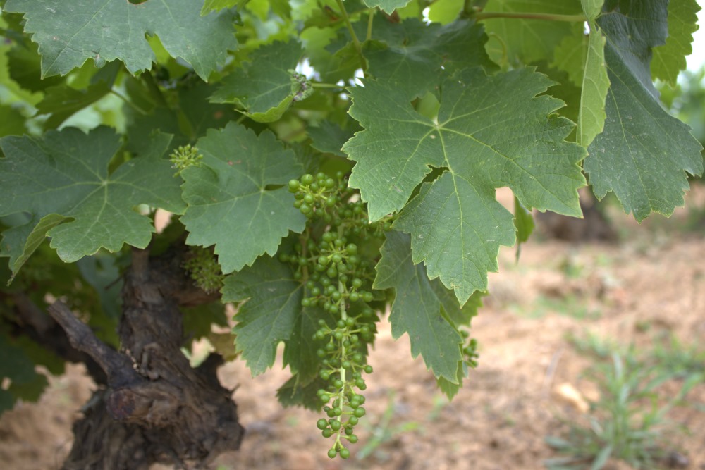 Desarrollo de los racimos