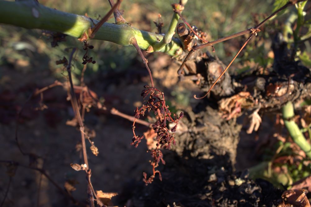 plantas que desarrollan enfermedades