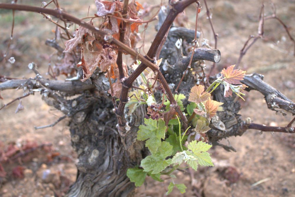 Vuelve a brotar tras enfermar