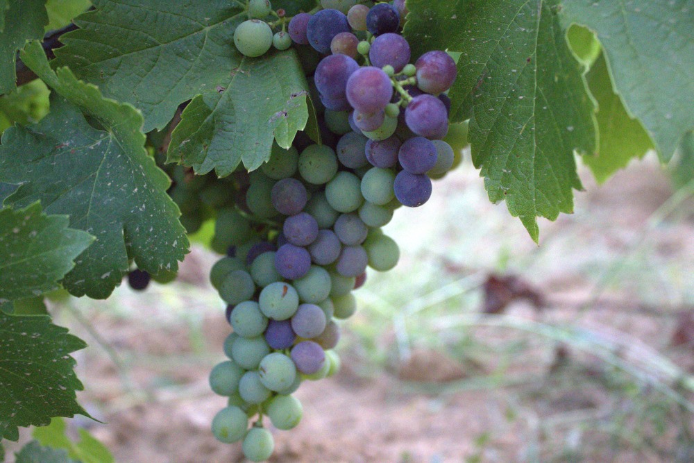 el envero de mencía