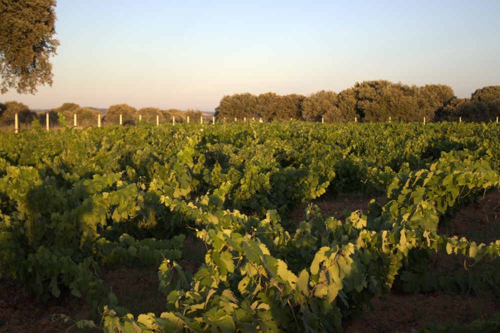 amanecer de verano en la viña