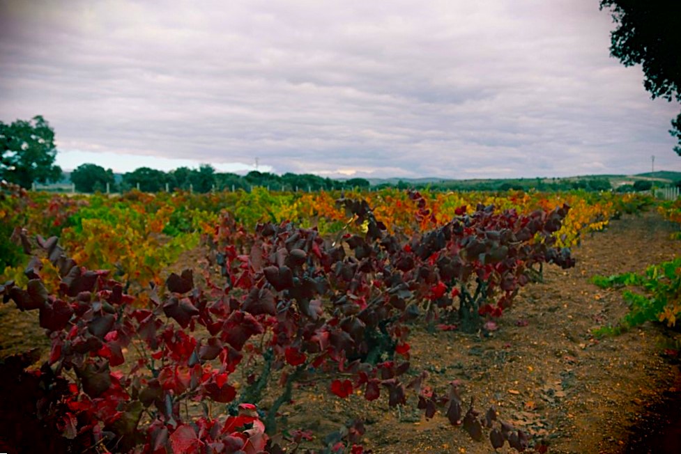 colores de otoño en la viña