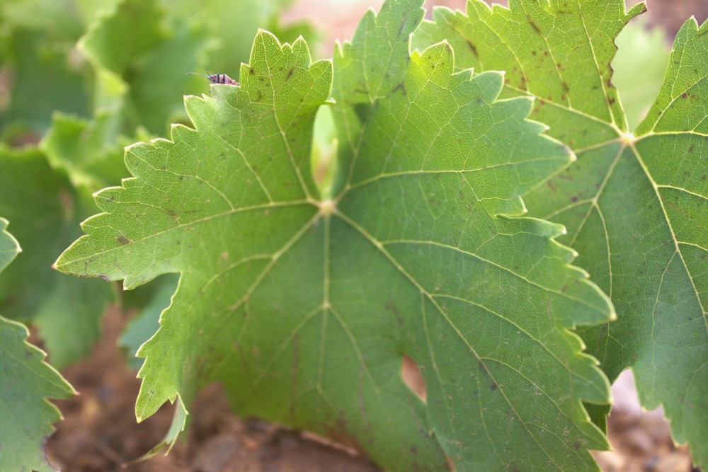 Hoja de planta mencía, fotografiada en la viña 