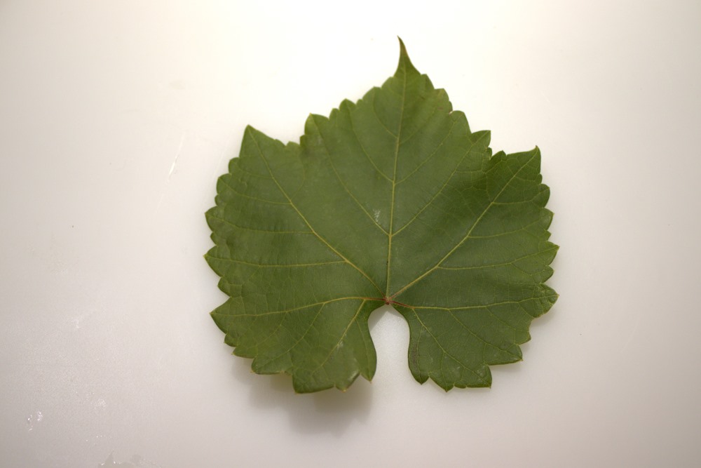 Hoja verde de mencía 