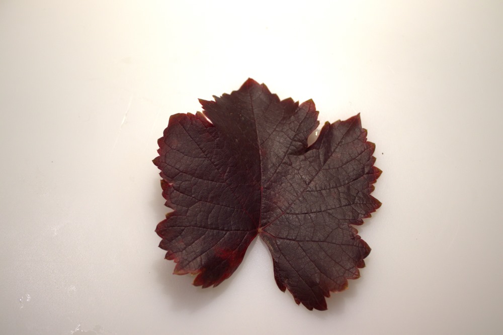 Hoja de mencía en otoño justo antes de secarse 