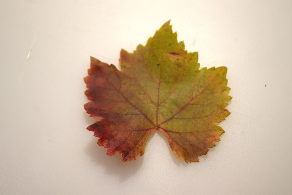 Hoja de mencía tornándose ocre