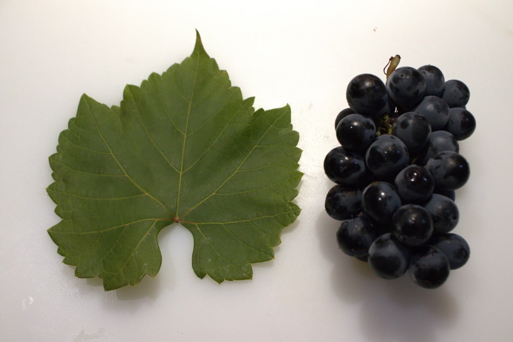 Hoja y racimo de mencía, el día de la vendimia 