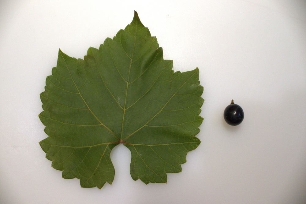 Hoja y grano de uva mencía, el día de la vendimia 