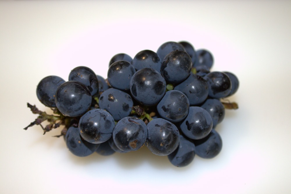 Racimo de uva mencía recién vendimiado