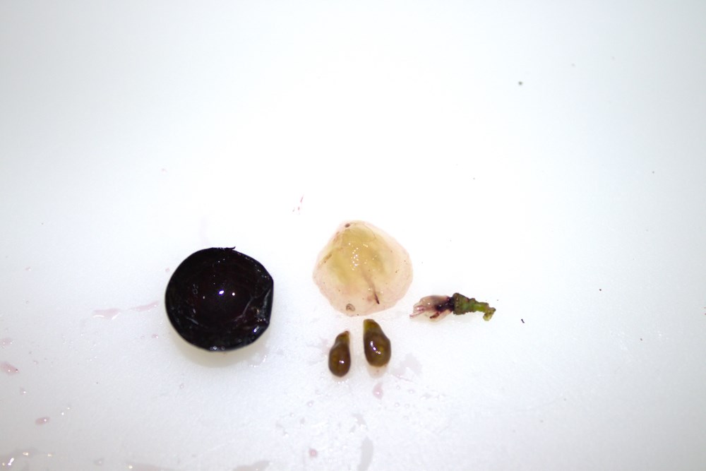 Disección del grano de uva mencía, separando piel, pulpa, pedúnculo y pepitas