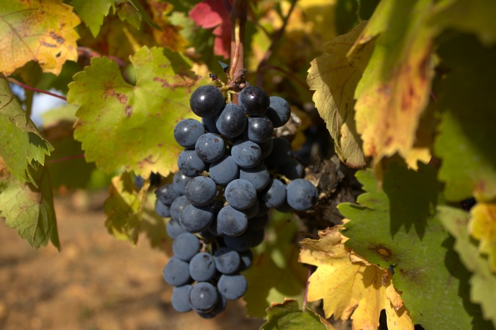 Racimo de uva mencía listo para vendimiar