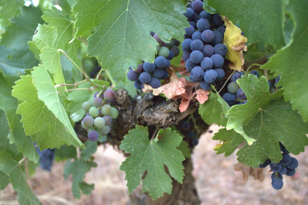 cepa de uvas mencía con racimos enverados
