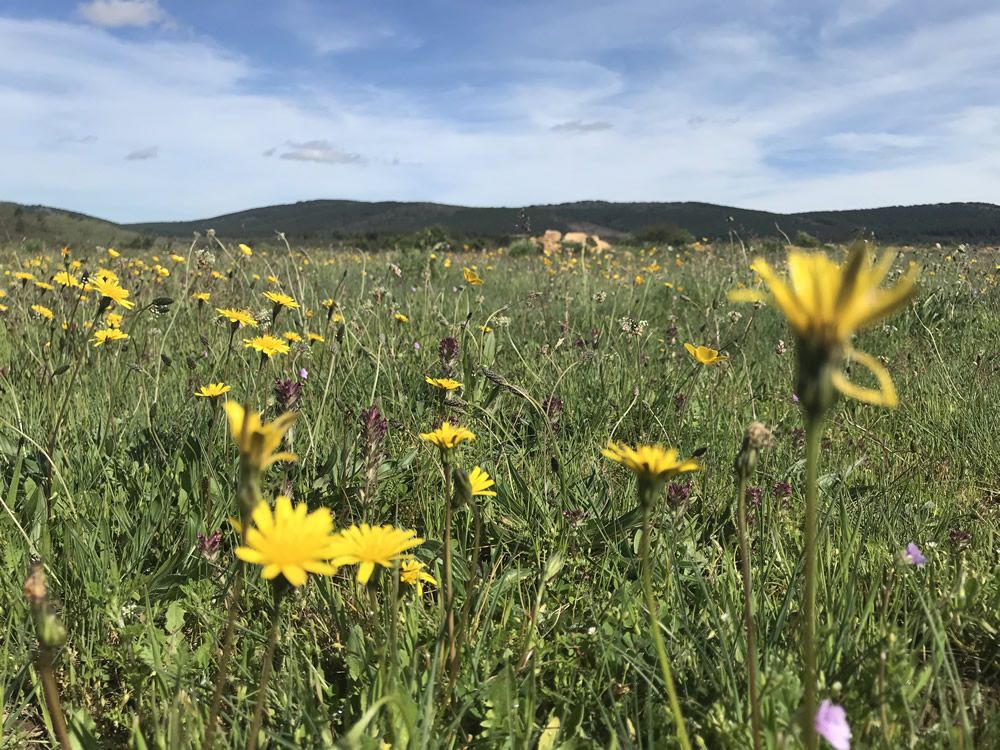 sierra de la culebra en primavera y dientes de león