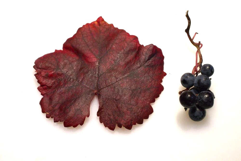 Hoja y racimo de garnacha tintorera 