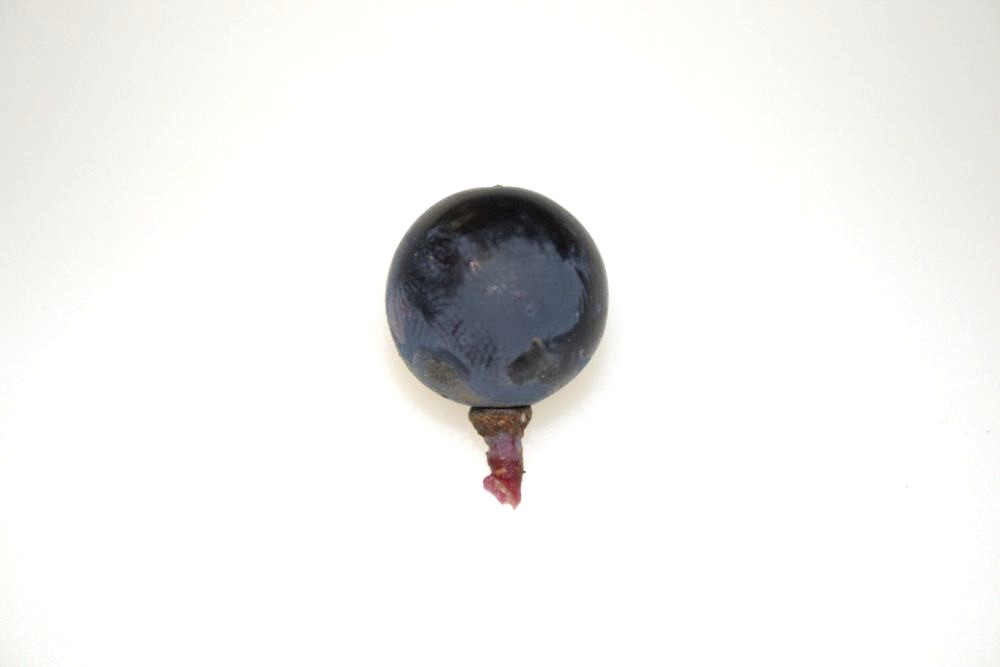 Grano de garnacha tintorera