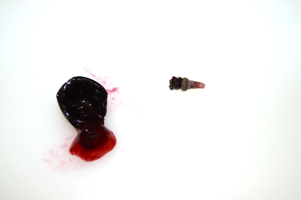 garnacha tintorera cepas de la culebra pedúnculo y pulpa