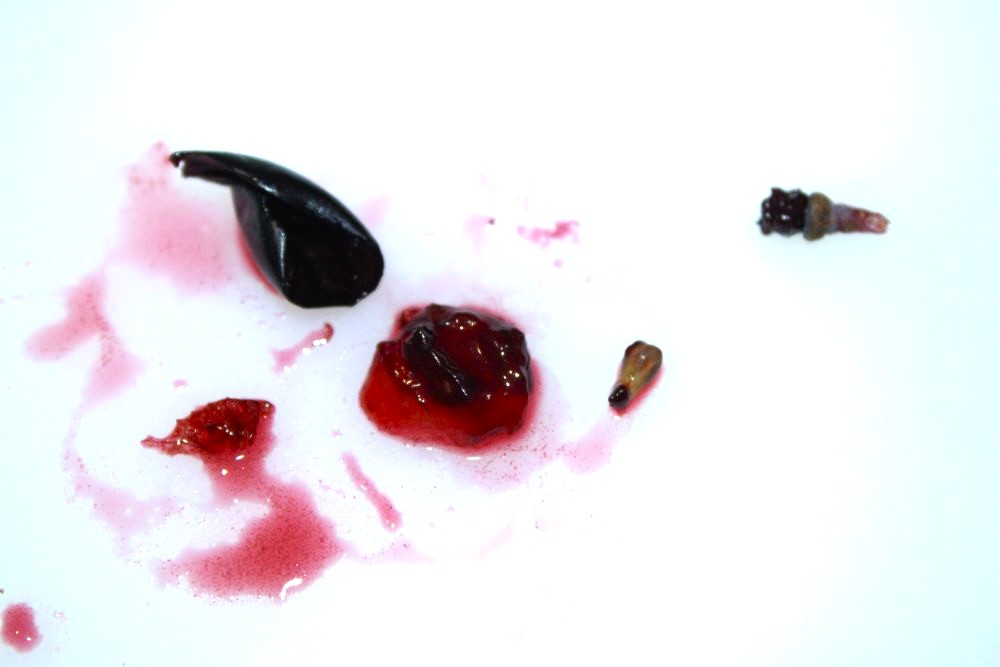 Hollejo, pedúnculo, pepita y pulpa de un grano de garnacha tintorera