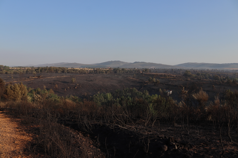 Vista de una zona quemada en Riofrío en el incendio de la Sierra de la Culebra originado en Puercas. La Sierra de la Culebra se ve al fondo.