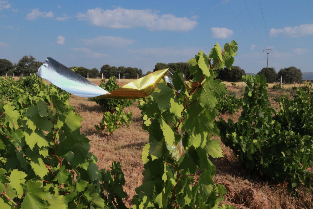 Cintas reflectantes antipájaros instaladas en la viña