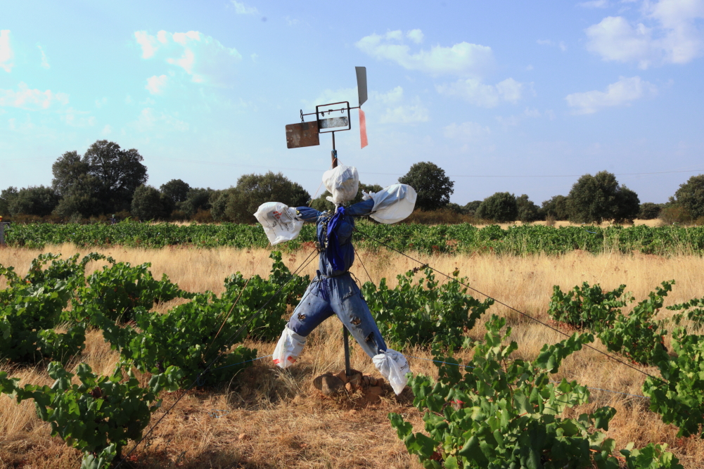 espantapájaros en viña de la Sierra de la Culebra