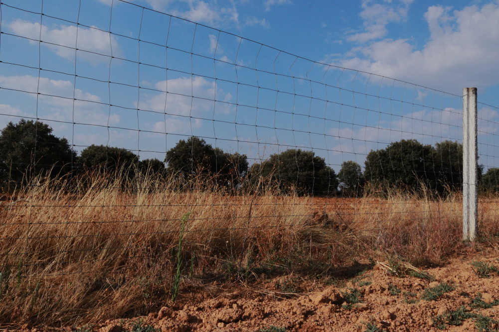 Malla cercando viña, doblada por donde saltaron corzos